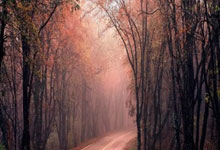 被誉为脖子以下全是顶配的麦基，你知道他打野球到底有多强吗？.